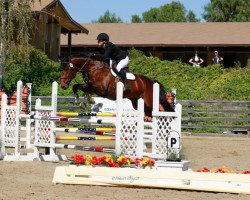 Deckhengst WT Lakota (Holsteiner, 2015, von Liocalyon)