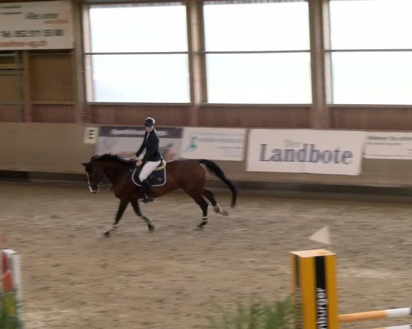 Reitturnier Winterthur 2023