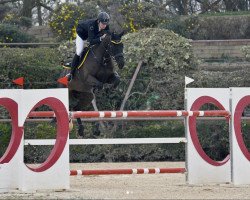 Springpferd Flash-Somara (KWPN (Niederländisches Warmblut), 2010, von Wittinger)