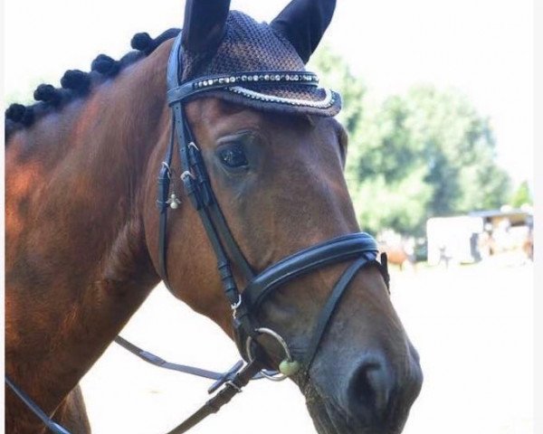 dressage horse Conquistador JVH Z (Zangersheide riding horse, 2014, from Cigaret JvH Z)