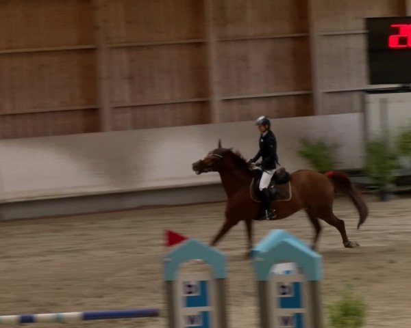 Reitturnier Winterthur 2023