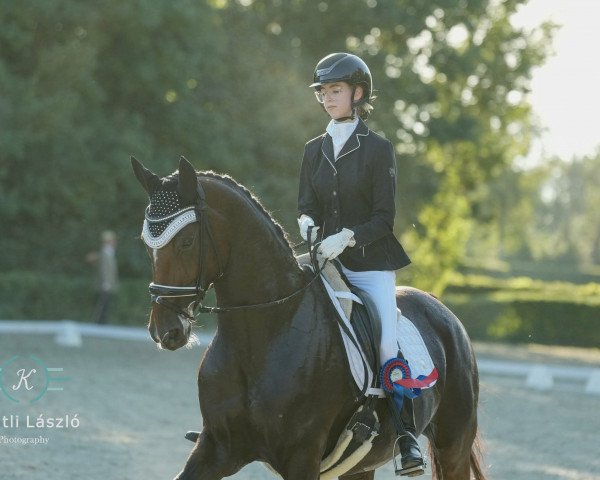 dressage horse Baccarole (Hanoverian, 2009, from Harmony's Baroncelli)