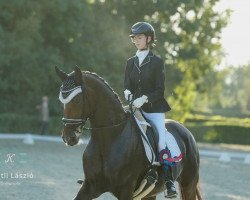 dressage horse Baccarole (Hanoverian, 2009, from Harmony's Baroncelli)
