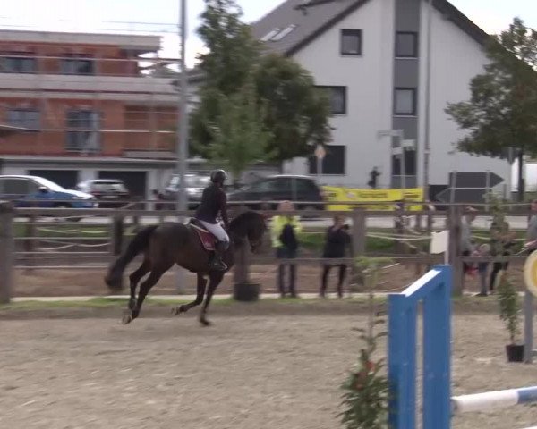 Reitturnier Poxdorf/Ofr 2023