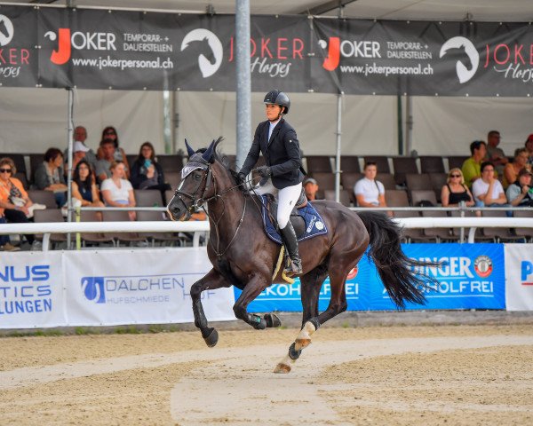 Springpferd Feufolet du Feugre (Selle Français, 2015, von Cazador LS)