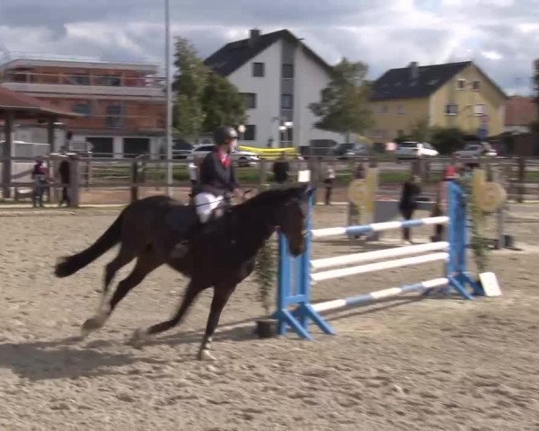 Reitturnier Poxdorf/Ofr 2023