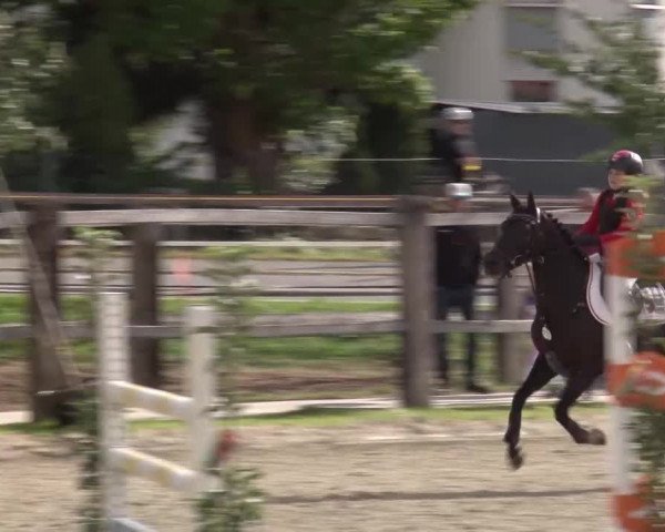 Reitturnier Poxdorf/Ofr 2023