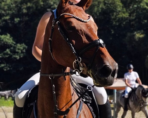 Zuchtstute Dakota de Tiji (Zangersheide Reitpferd, 2017, von Doree van de Moskifarm)