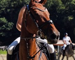broodmare Dakota de Tiji (Zangersheide riding horse, 2017, from Doree van de Moskifarm)