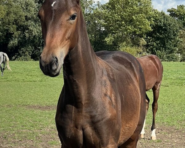 horse Kimberly (KWPN (Royal Dutch Sporthorse), 2023, from Kannan)