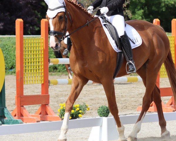 horse Forever nice (Hanoverian, 2011, from Fürst Nymphenburg)