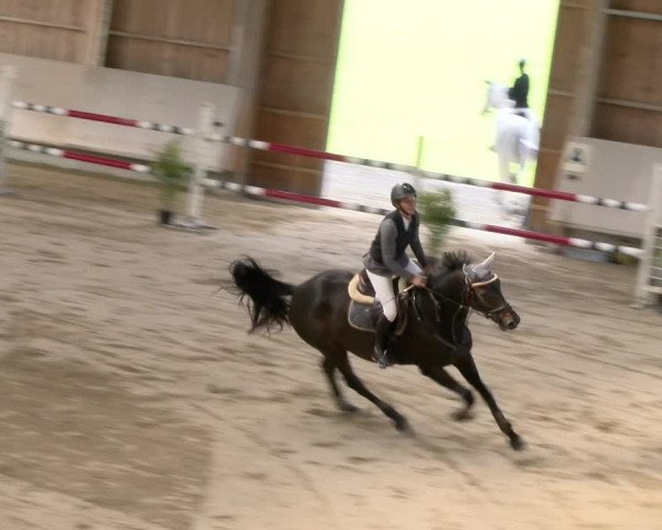 Reitturnier Winterthur 2023