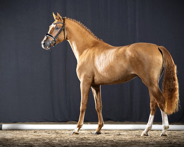 horse Casey Cooper (German Riding Pony, 2019, from Cooper County WE)