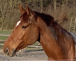Springpferd Galiano de Melandrie (Selle Français, 2016, von Fétiche du Pas)