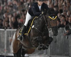 Springpferd Bali 36 (Westfale, 2011, von Balous Bellini)