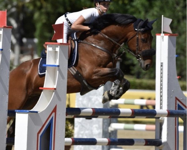 Pferd Caring Justice (Schwedisches Reitpony, 2008, von Careful 28)