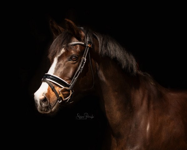 broodmare Rosa Lee 6 (German Riding Pony, 2009, from Benneton Boy)
