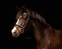 broodmare Rosa Lee 6 (German Riding Pony, 2009, from Benneton Boy)