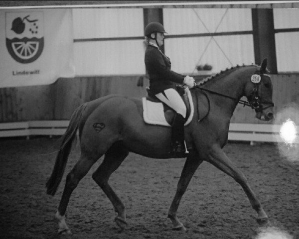 jumper Salinero 19 (Mecklenburg, 2006, from Saverio)