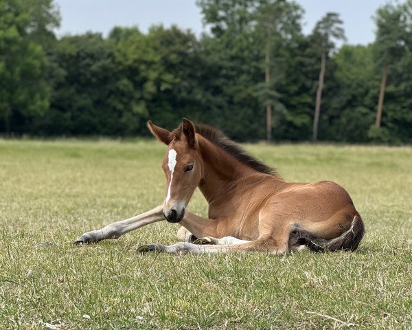 horse Korkie (Westphalian, 2022, from Escolar)