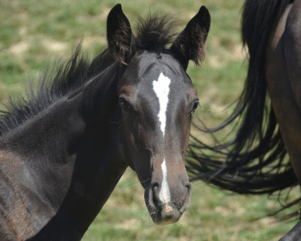 broodmare Soley CH (Swiss Warmblood, 2023, from Croesus)