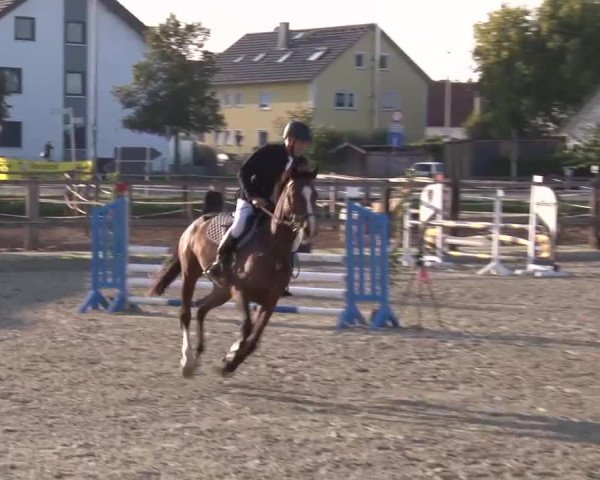 Reitturnier Poxdorf/Ofr 2023