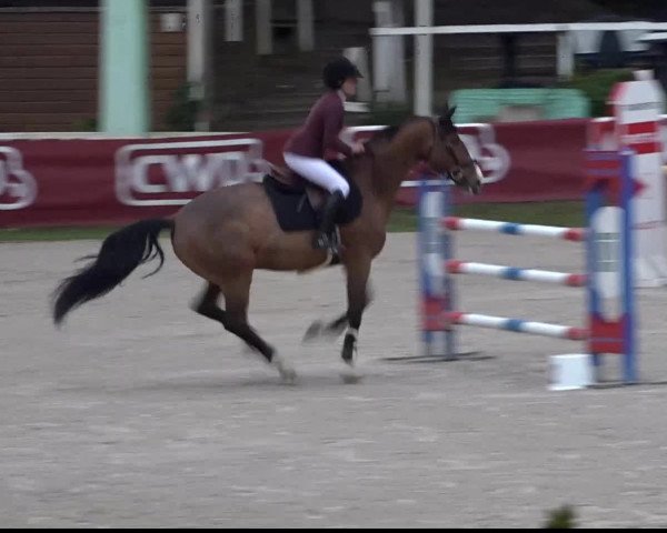 jumper Victoria des Cabanes (Selle Français, 2009, from Oscar des Fontaines)
