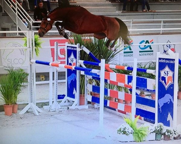 horse Ego des Cabanes (Selle Français, 2014, from Quel Homme de Hus)