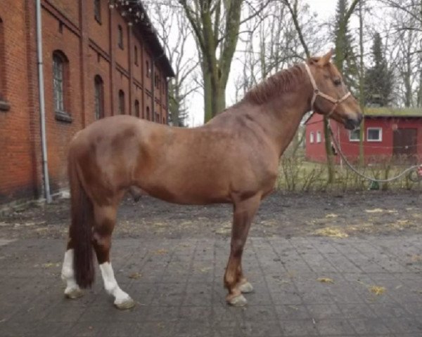 stallion If du Reverdy (Selle Français, 1996, from Le Tot de Semilly) stallion If du Reverdy (Selle Français, 1996, from Le Tot de Semilly)