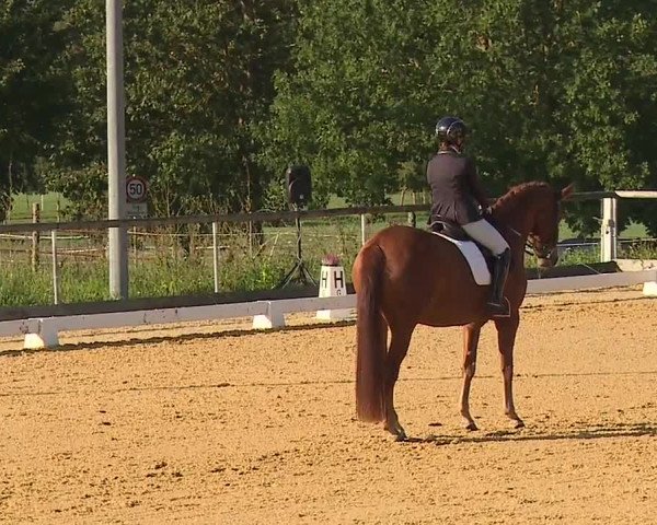Reitturnier Altentrüdingen/Mfr. 2023