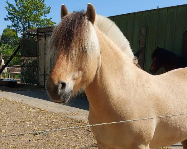 horse Iwen von Hofdreilinden (Fjord Horse, 2019, from Iskko)