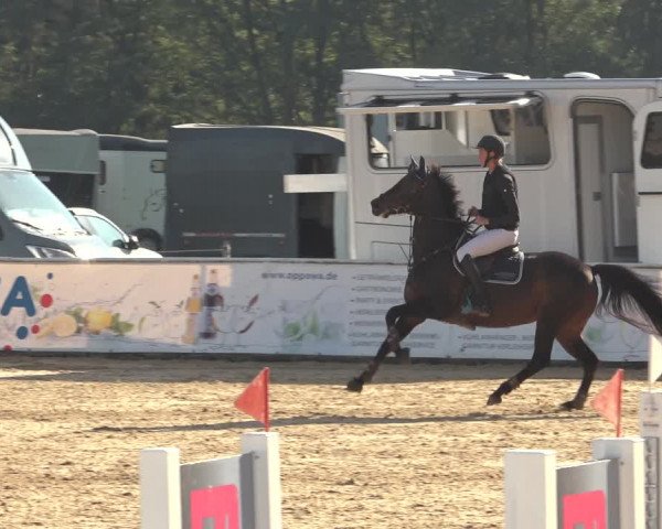 Reitturnier Ranshofen - Braunau am Inn 2023