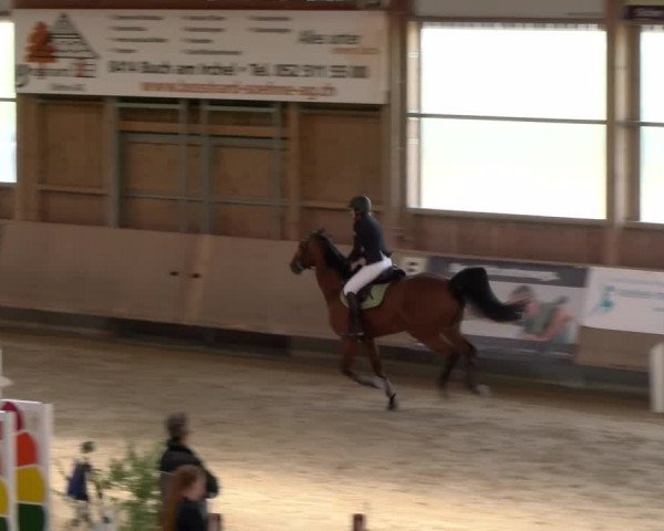 Reitturnier Winterthur 2023