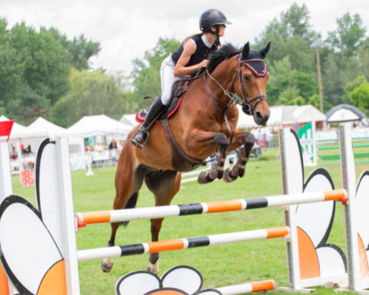horse Bolero du Leynard (Selle Français, 2011, from Flipper d'Elle)