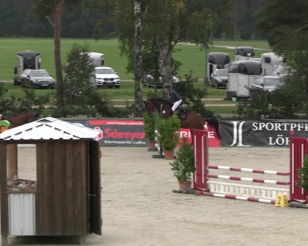 Reitturnier Westergellersen 2023