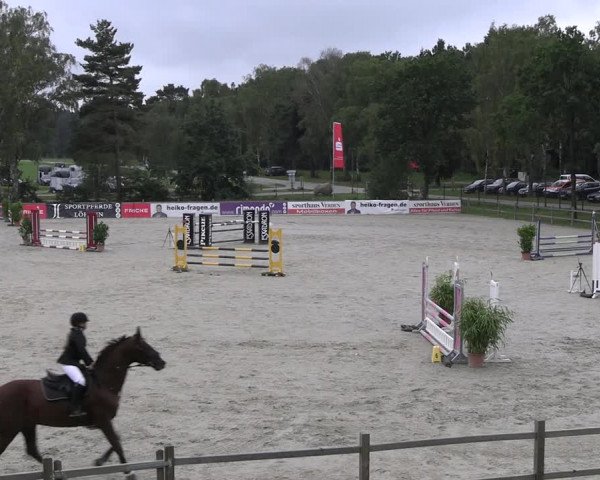 Reitturnier Westergellersen 2023