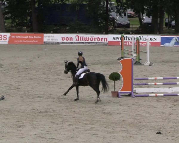 Reitturnier Westergellersen 2023