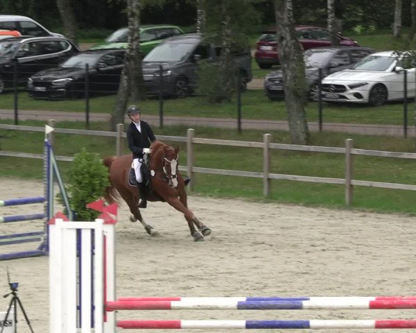 Reitturnier Westergellersen 2023