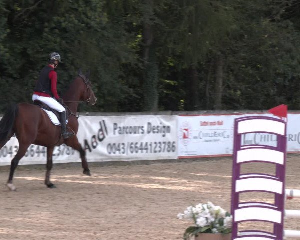 Reitturnier Ranshofen - Braunau am Inn 2023