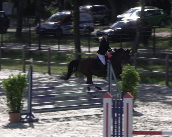 Reitturnier Westergellersen 2023