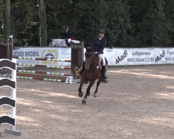 Reitturnier Ranshofen - Braunau am Inn 2023
