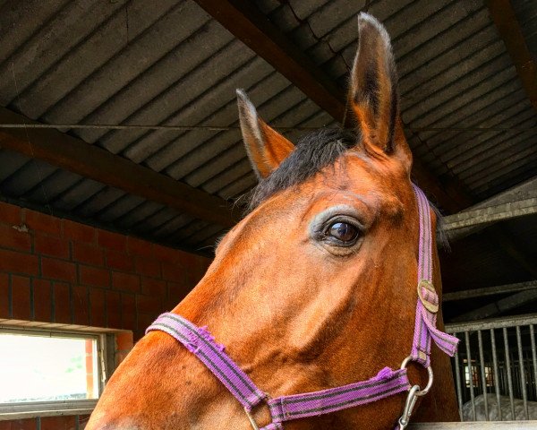 Dressurpferd Rock Star K (Hannoveraner, 2009, von Romancero H)