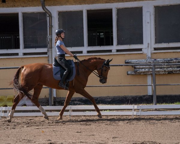 Pferd Don de L‘Amour (Oldenburger, 2018, von Don Martillo)
