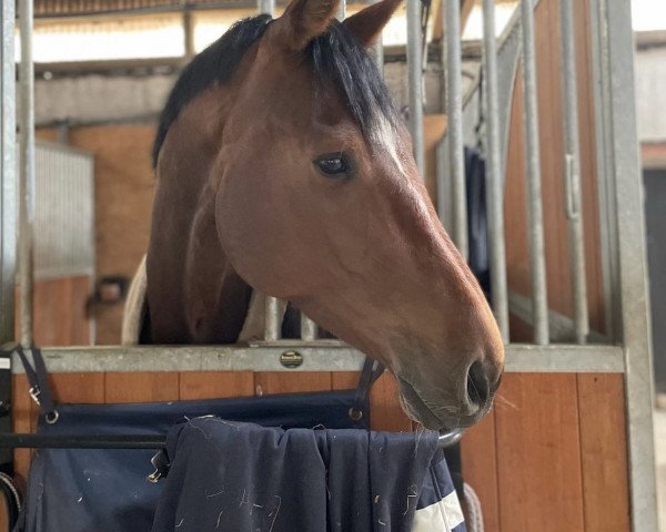 horse Diafina (Hanoverian, 2016, from Diatendro)