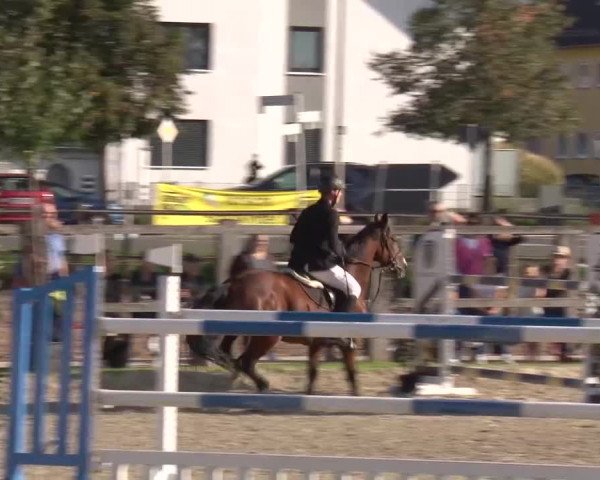 Reitturnier Poxdorf/Ofr 2023