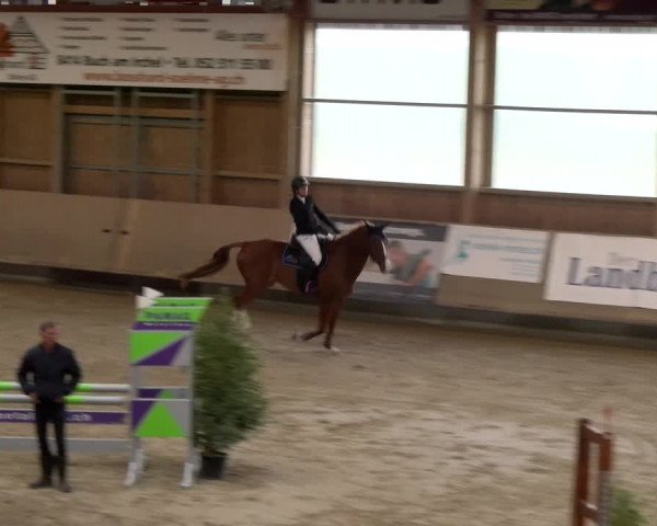 Reitturnier Winterthur 2023