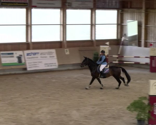 Reitturnier Winterthur 2023