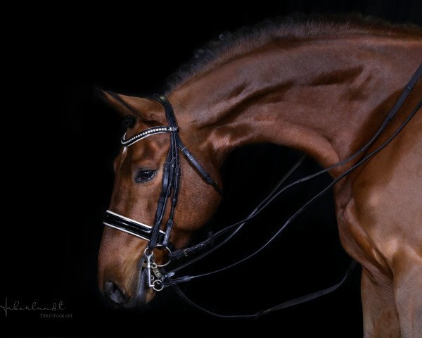 jumper Darlexis M (Oldenburg show jumper, 2011, from Douglas)
