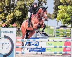 jumper Dschingis Khan (KWPN (Royal Dutch Sporthorse), 2013, from Diamant de Semilly)