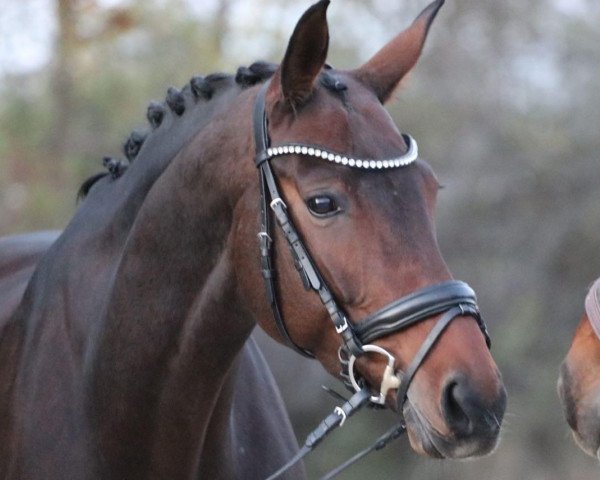 dressage horse Shakira RR (Bavarian, 2012, from Zhivago)